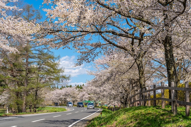 cena de estrada rural de flor de cerejeira