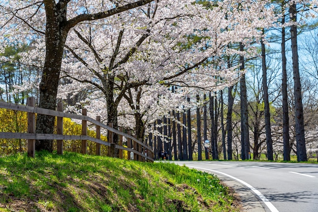 cena de estrada rural de flor de cerejeira