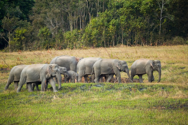 Cena, de, família elefantes, em, khao, yai, parque nacional, tailandia