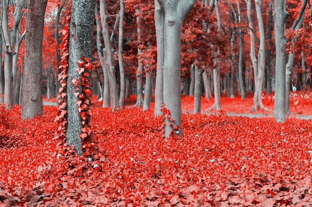 Cena de fantasia da floresta vermelha com árvores e Hera