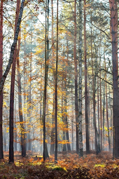 Cena de floresta de outono com raios de luz por entre as árvores