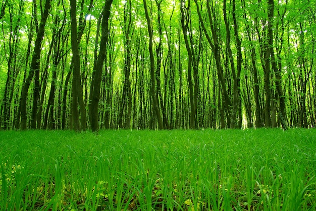 Cena de floresta verde em um dia ensolarado