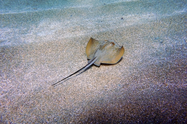 Cena de fotografia subaquática com bela arraia