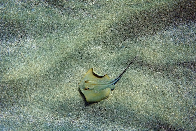 Cena de fotografia subaquática com bela arraia