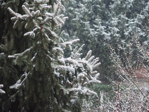 Cena de inverno com neve e pinheiro úteis como pano de fundo