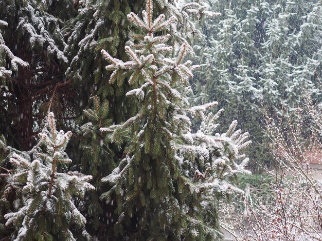 Cena de inverno com neve e pinheiro