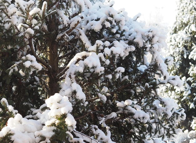 Cena de inverno com neve