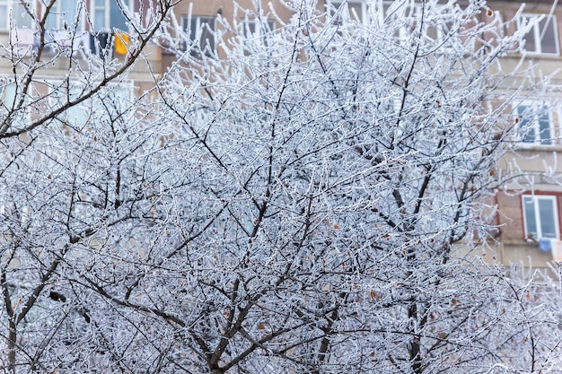 cena de inverno no inverno seasone árvores com neve parque de neve