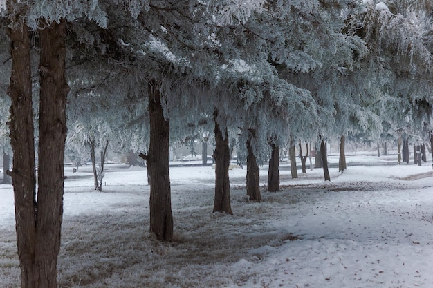 cena de inverno no inverno seasone árvores com neve parque de neve