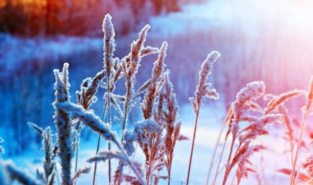 cena de inverno