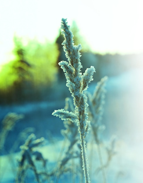 cena de inverno