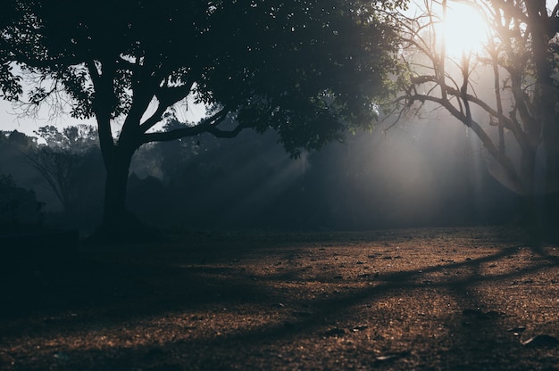 cena de manhã floresta tropical, fundo de luz solar natureza