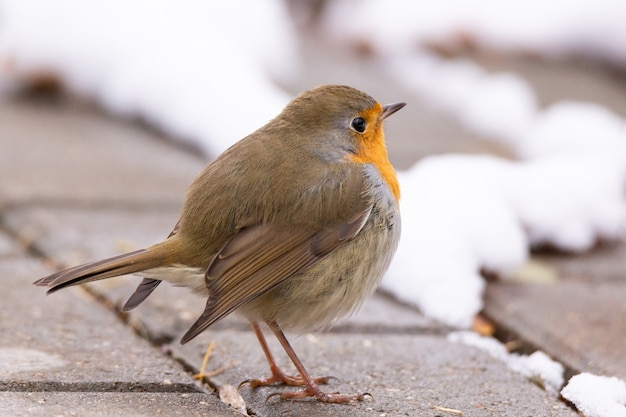 Cena de neve de peito vermelho de robin