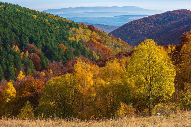 Foto cena de outono nas montanhas