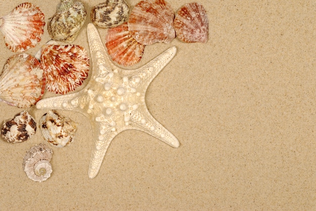 Cena do litoral com estrelas do mar e conchas marinhas