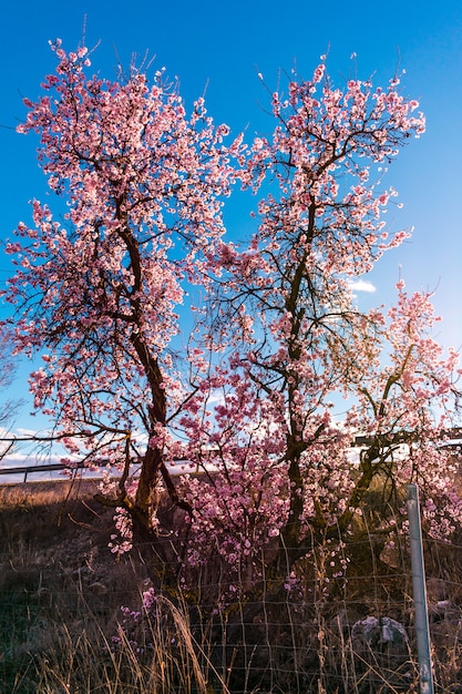 Cena linda natureza com árvore florescendo