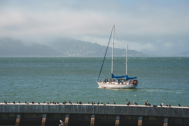 Cena marítima tranquila em San Francisco com veleiro e pássaros