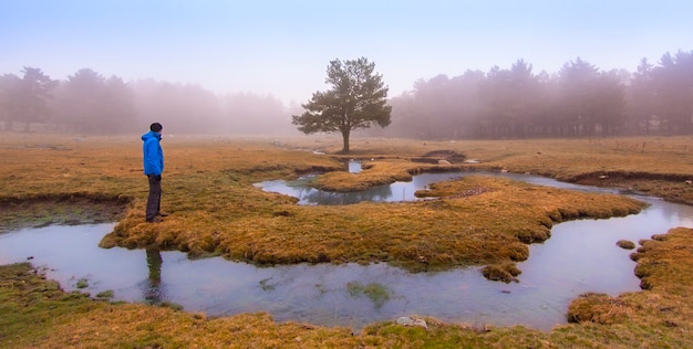 Cena misteriosa na floresta com riacho, nevoeiro denso e árvore isolada. Fotografia panorâmica da natureza no parque natural de Peguerinos, Avila. Em Castilla y Leon, Espanha.