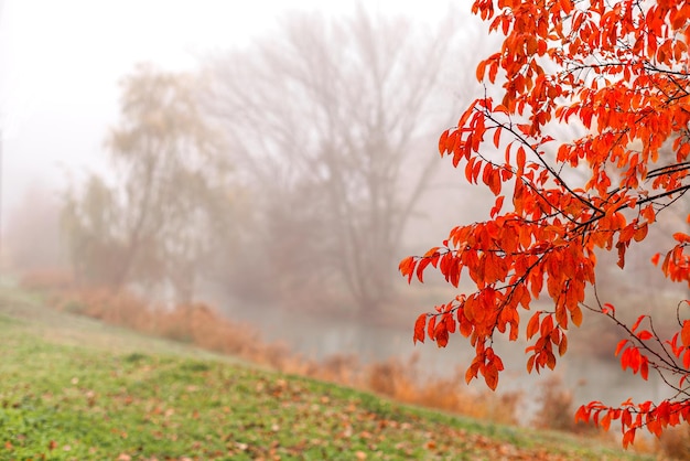 Foto cena natural de um dia nebuloso emoldurado por folhas vermelhas em primeiro plano