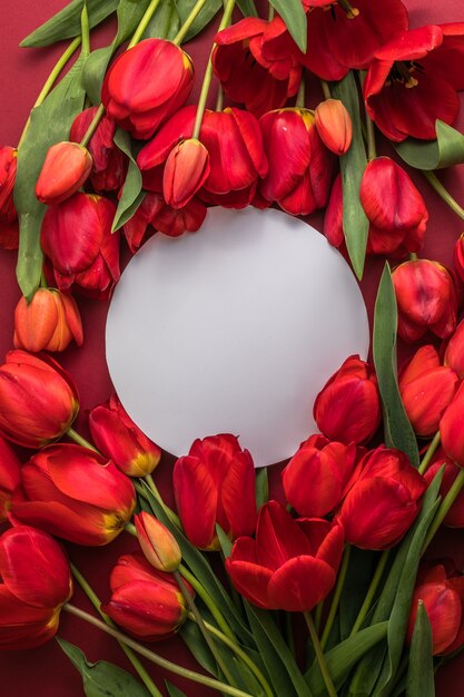 Cena redonda da maquete do cartão em branco e tulipas vermelhas na superfície vermelha