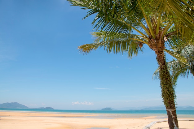 Cena relaxante, praia tropical com coqueiro