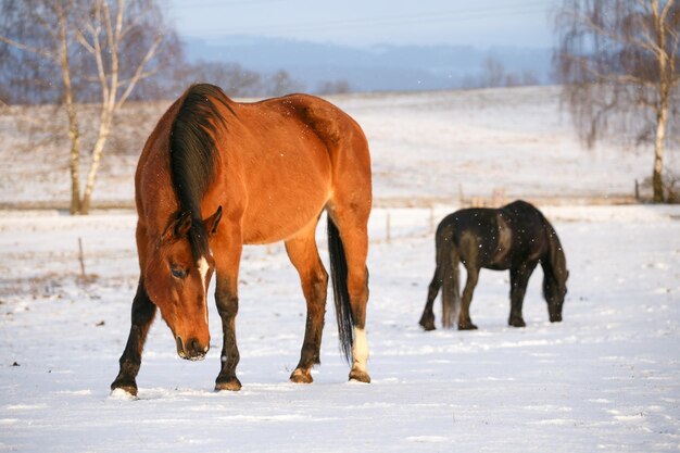 Cena rural com dois cavalos na neve em um dia frio de inverno