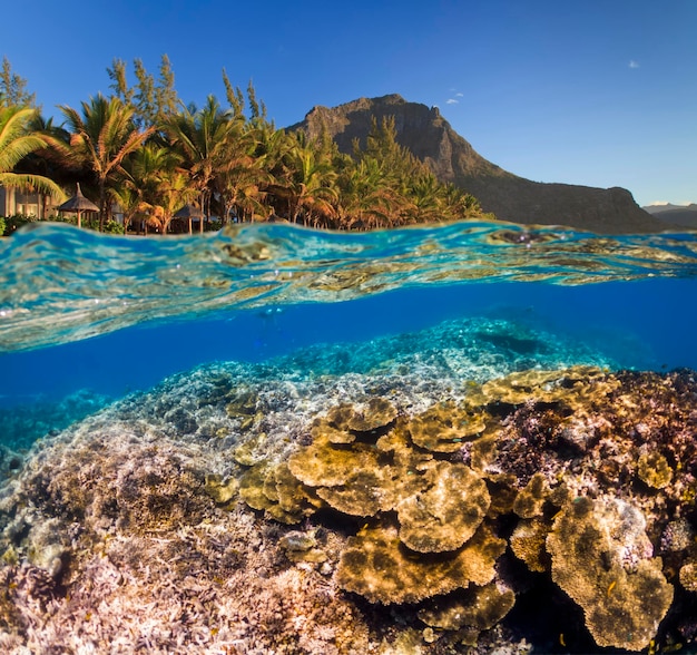 Cena subaquática com recife e peixes tropicais mergulhando no mar tropical Férias de verão no mar