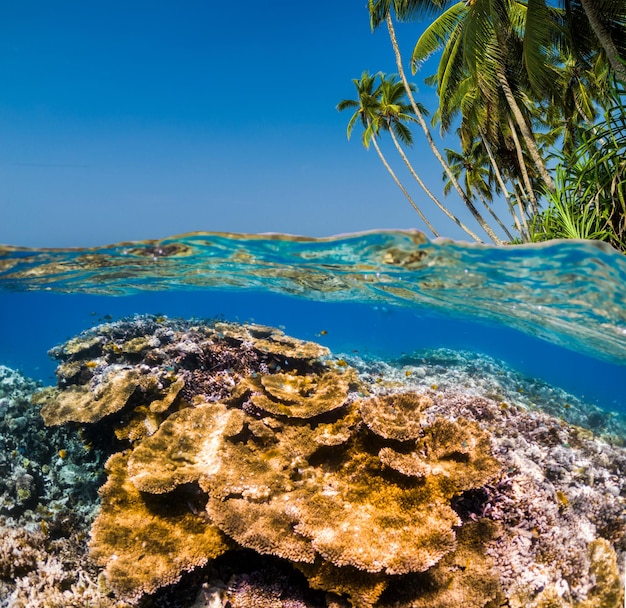 Foto cena subaquática com recife e peixes tropicais mergulhando no mar tropical férias de verão no mar