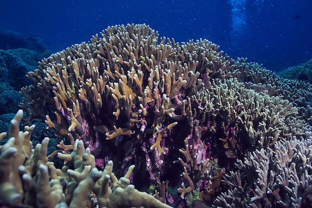 cena subaquática / recife de coral, paisagem da vida selvagem do oceano mundial