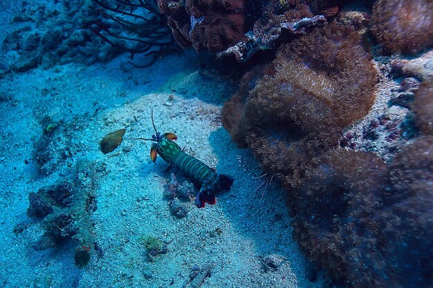 cena subaquática / recife de coral, paisagem da vida selvagem do oceano mundial