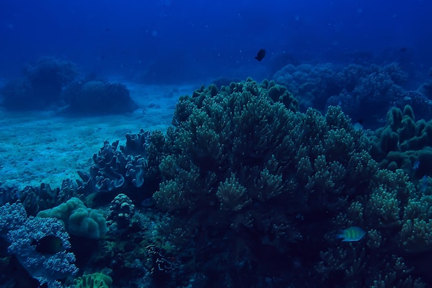 cena subaquática / recife de coral, paisagem da vida selvagem do oceano mundial