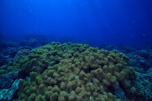 cena subaquática / recife de coral, paisagem da vida selvagem do oceano mundial