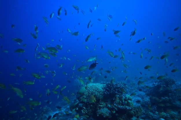 cena subaquática / recife de coral, paisagem da vida selvagem do oceano mundial