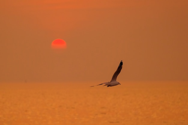 Cena tranquila com gaivota voando ao pôr do sol