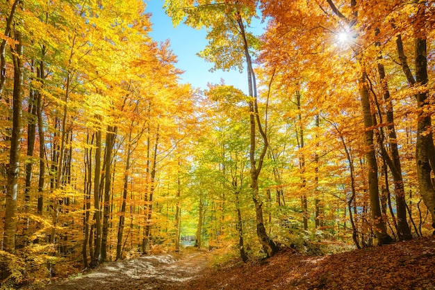 Cena vibrante da manhã na floresta com raios solares e folhas coloridas na paisagem outonal das árvores