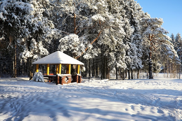 Cenador de madera en el bosque en día soleado de invierno