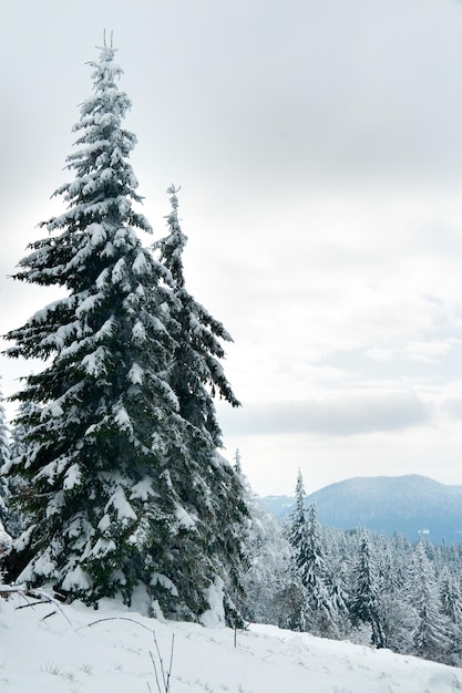 Cenário alpino esplêndido no inverno fantástica manhã gelada na floresta pinheiros cobertos de neve sob a luz do sol quente montanha fantástica montanhas fantásticas fundo de inverno incrível cena de natal maravilhosa