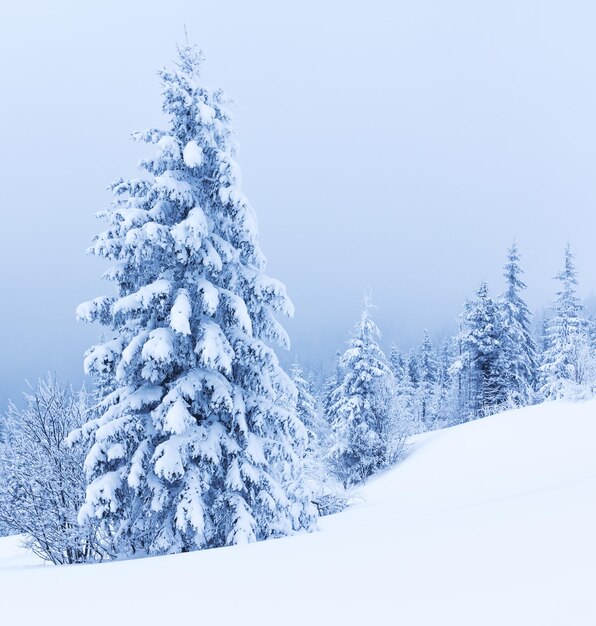 Cenário alpino esplêndido no inverno fantástica manhã gelada na floresta pinheiros cobertos de neve sob a luz do sol quente montanha fantástica montanhas fantásticas fundo de inverno incrível cena de natal maravilhosa