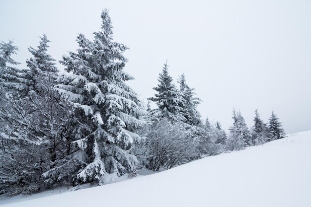 Cenário alpino esplêndido no inverno Fantástica manhã gelada na floresta pinheiros cobertos de neve sob a luz do sol quente Montanha fantástica Montanhas fantásticas Fundo de inverno incrível Cena de Natal maravilhosa