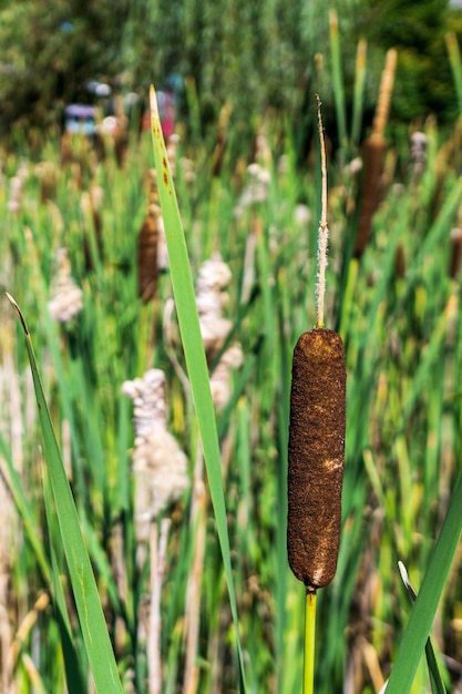 Cenário ao ar livre mostrando alguns detalhes de vegetação de junco verde