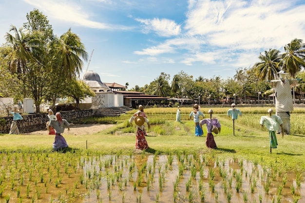 Cenário bonito do campo do arroz em Laman Padi Langkawi Muzium Laman Padi em Langkawi Malaysia