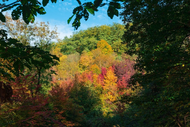 Cenário colorido de floresta de montanha de outono