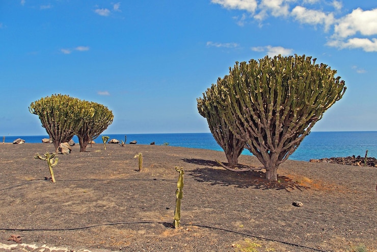 Foto cenário com os edifícios brancos característicos da cidade da ilha espanhola de lanzarote num quente dia de verão