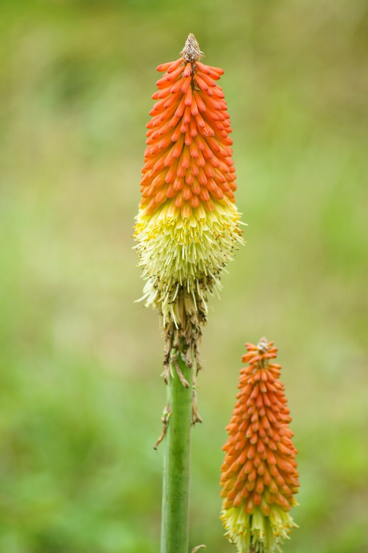 Cenário da planta ao ar livre da Flor do Red Hot Poker