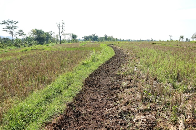 cenário de campo de arroz após a temporada de colheita de arroz