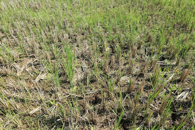 Cenário de campo de arroz após a temporada de colheita de arroz