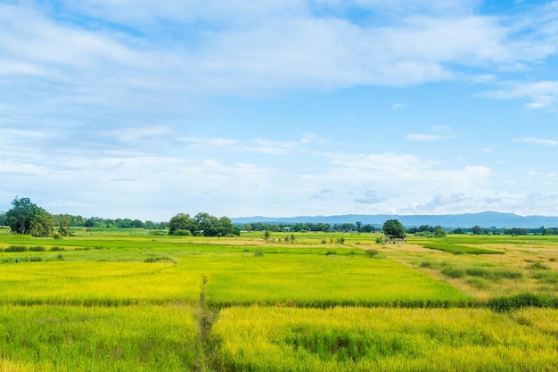 Cenário de campos de arroz colhidos e céu