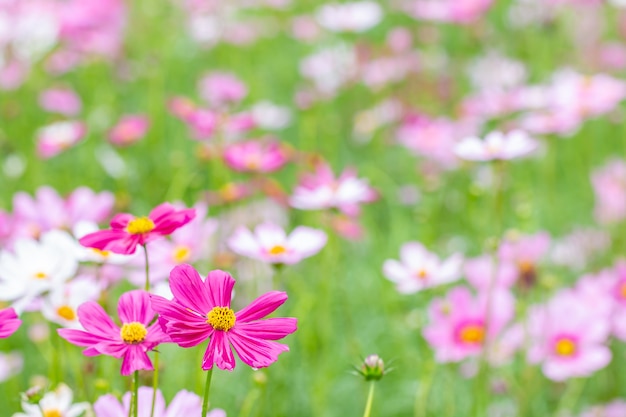 Cenário de flor, rosa cosmos.