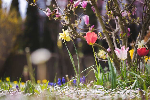 Cenário de flores da primavera Flores coloridas da primavera com tulipas e narciso