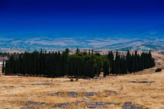 Cenário de fundo de paisagem de acumulação de cipreste vívida horizontal